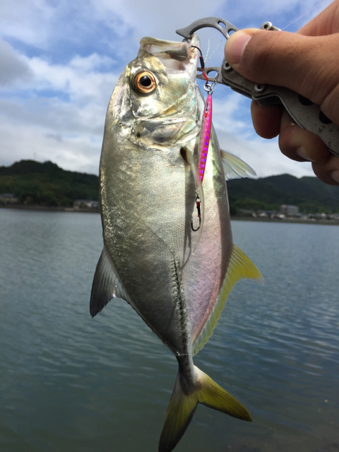 メッキゲット ポットの大分ルアー釣り日記